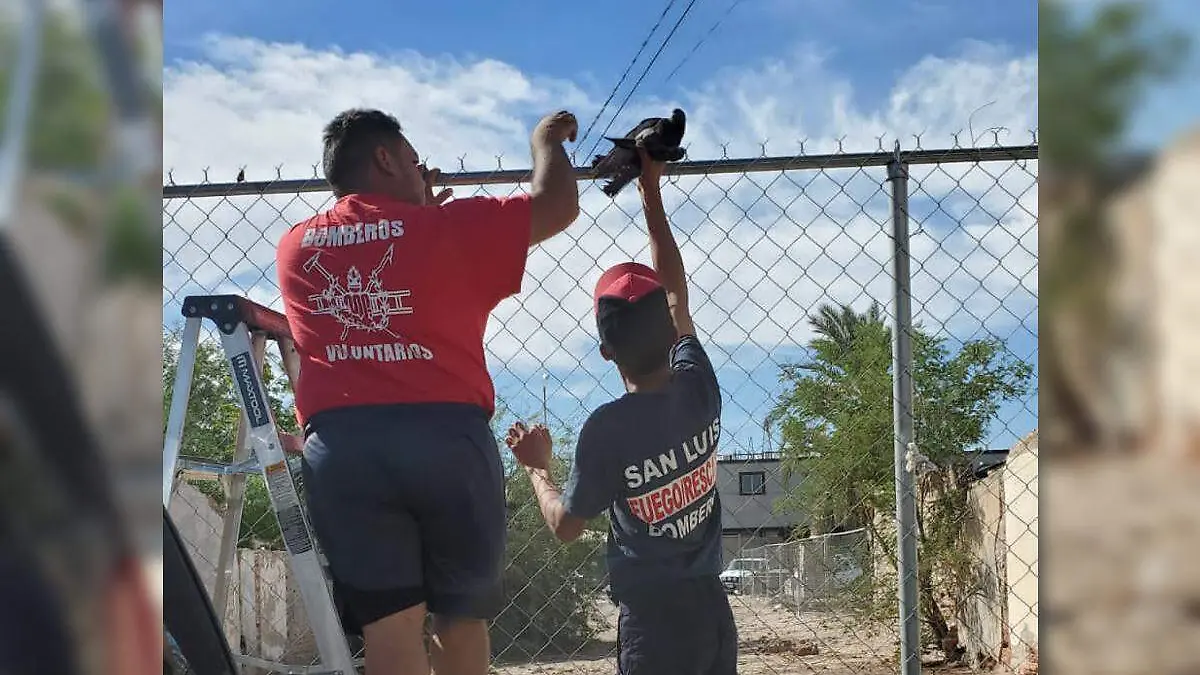 Esta mañana, lograron los bomberos rescatar una paloma atorada en el cerco de céntrico domicilio, la que finalmente liberaron